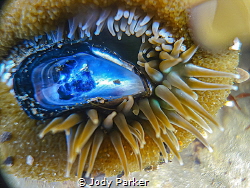 Universe in a shell by Jody Parker 